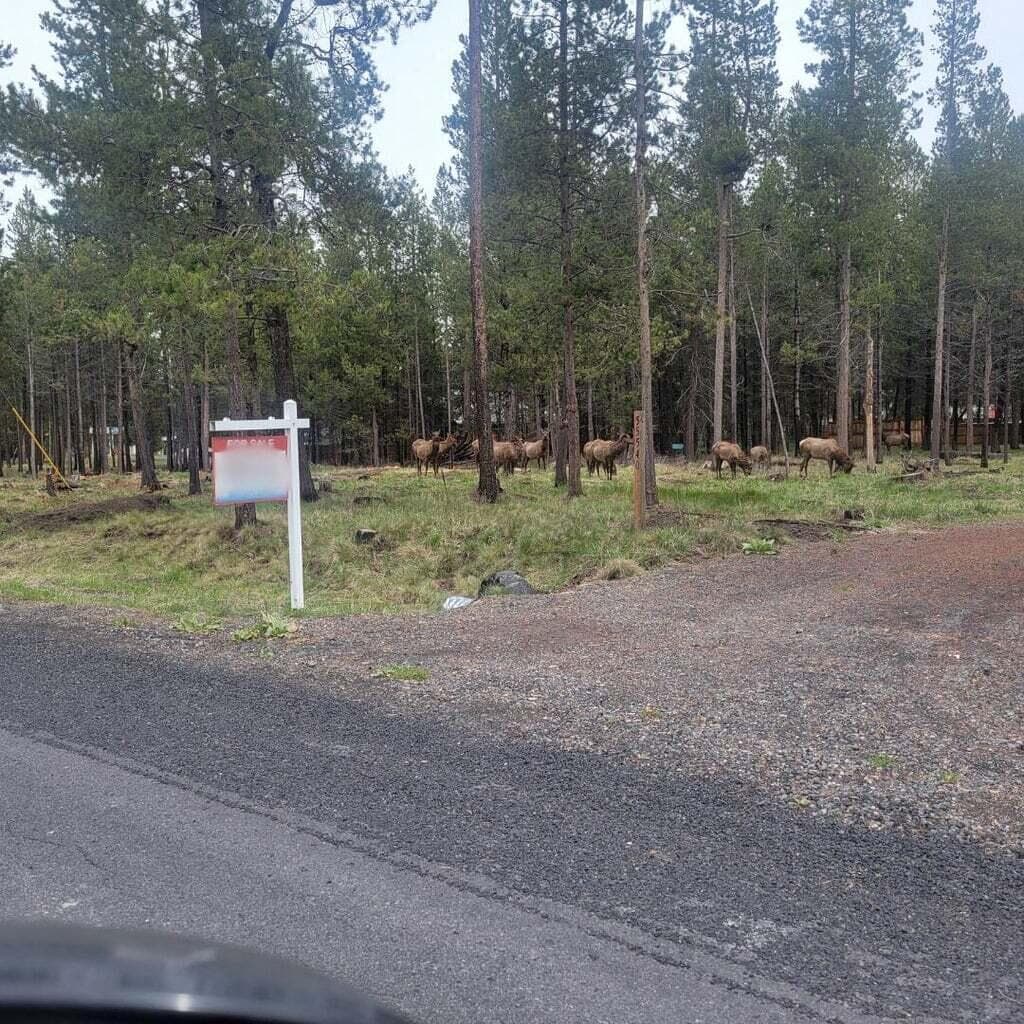 Primary photo of 55540 Big River Drive