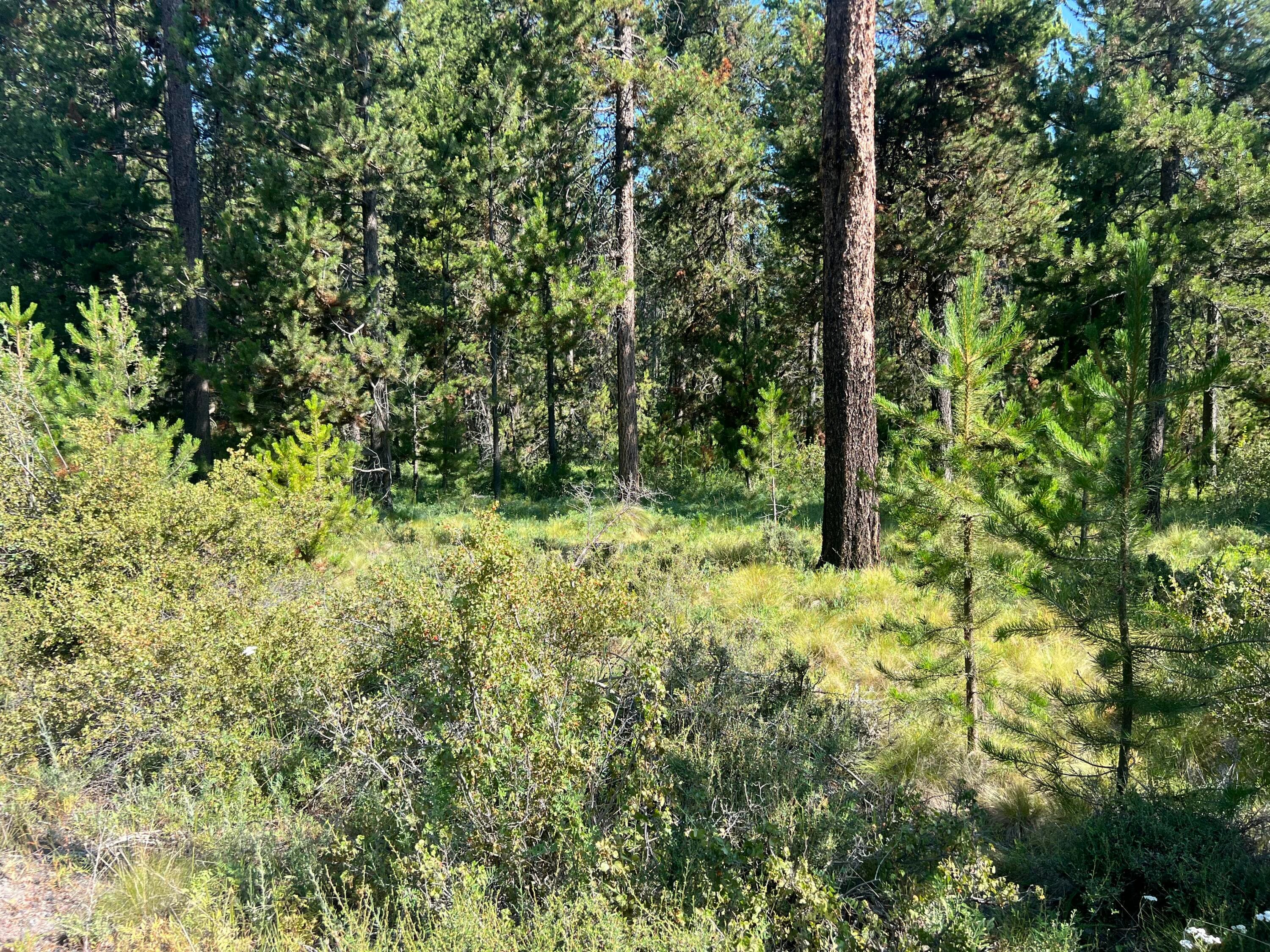 Photo 3 of 17310 Guss Way