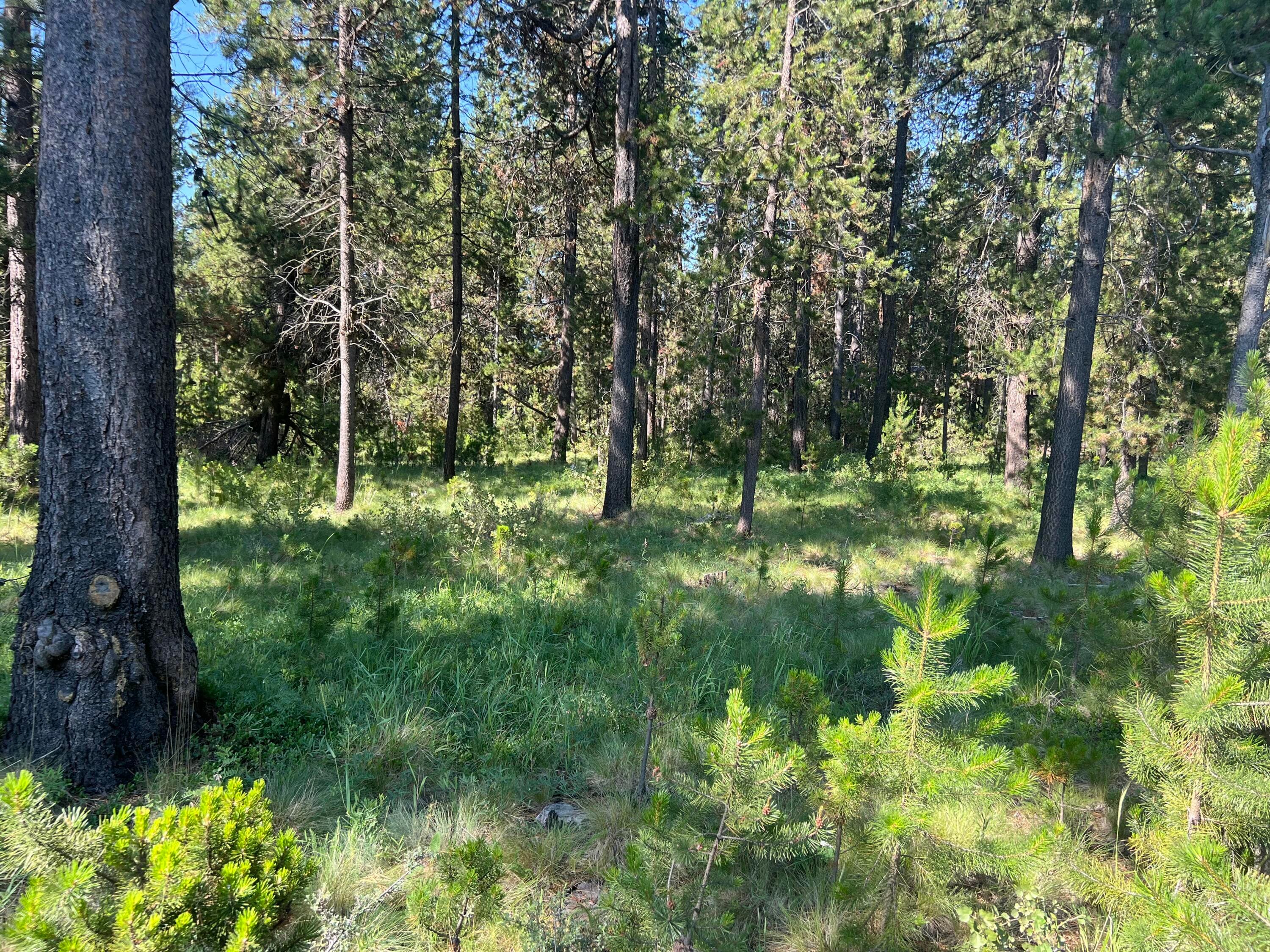 Photo 4 of 17310 Guss Way