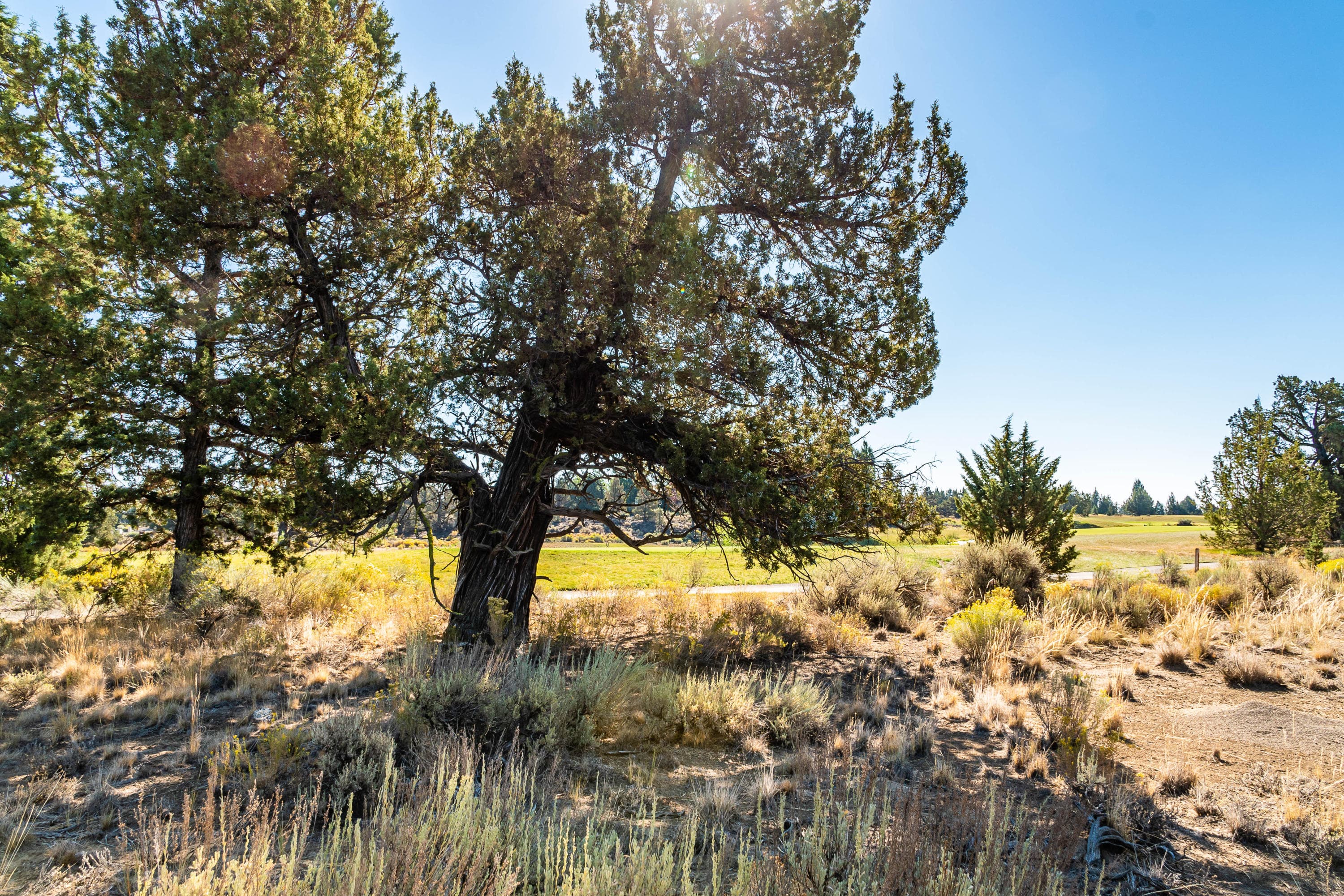 Photo 5 of 66385 Pronghorn Estates Drive, Lot 261