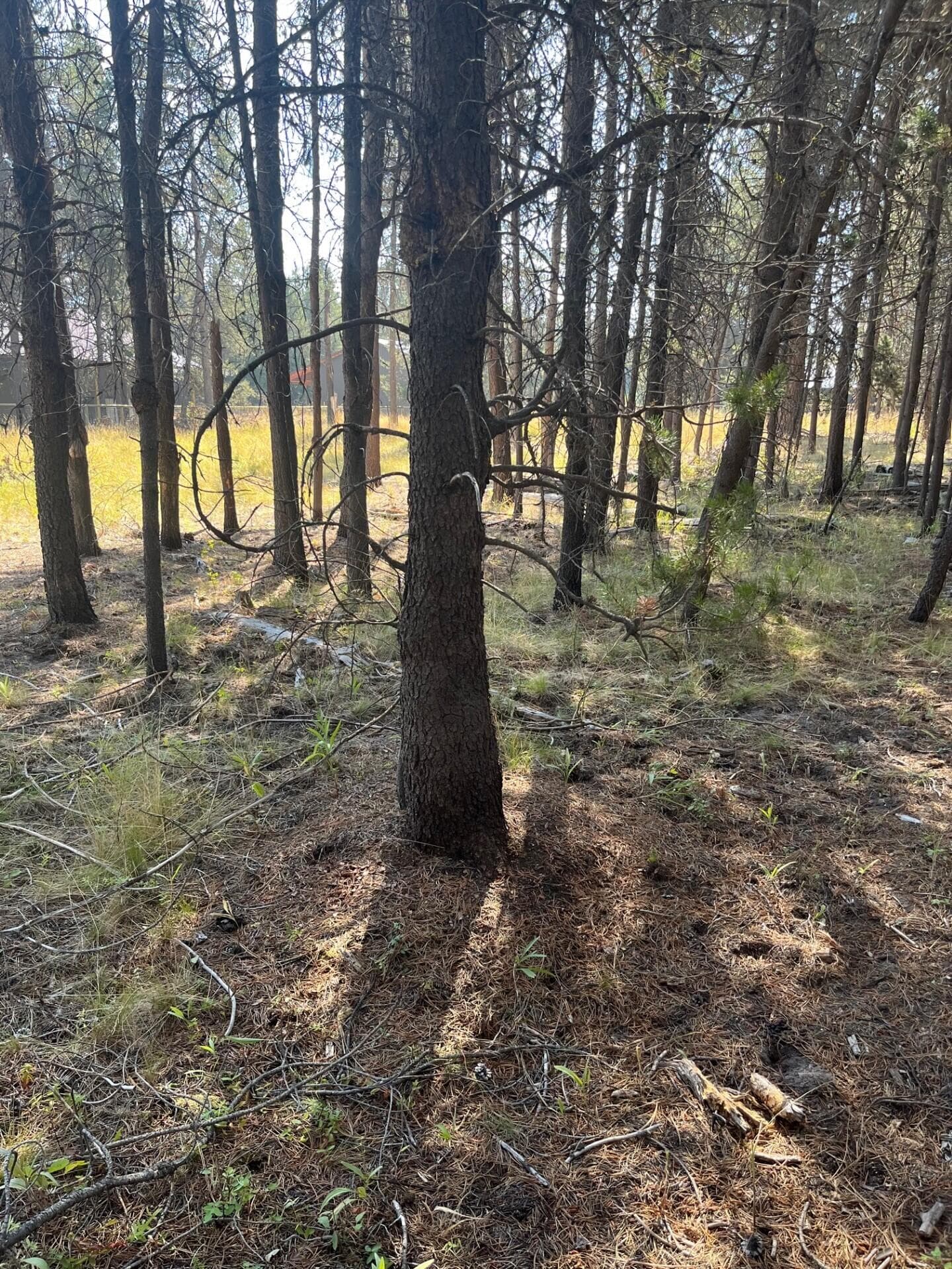 Photo 5 of 17123 Spring River Road, 14